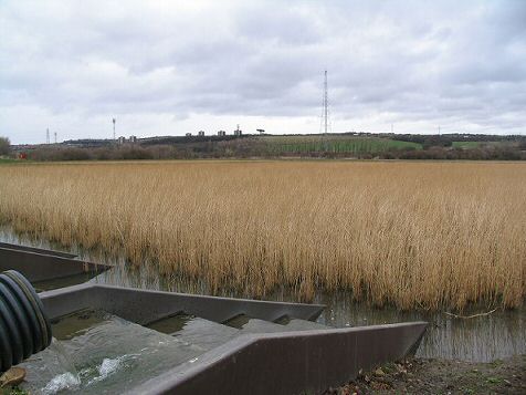 Lamesley Reedbed Northumbrian Water